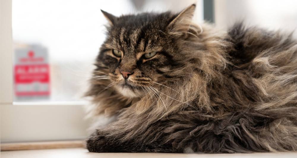 How Home Security Can Help Protect Your Pets How Home Security Can Help Protect Your Pets