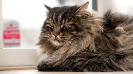 How Home Security Can Help Protect Your Pets